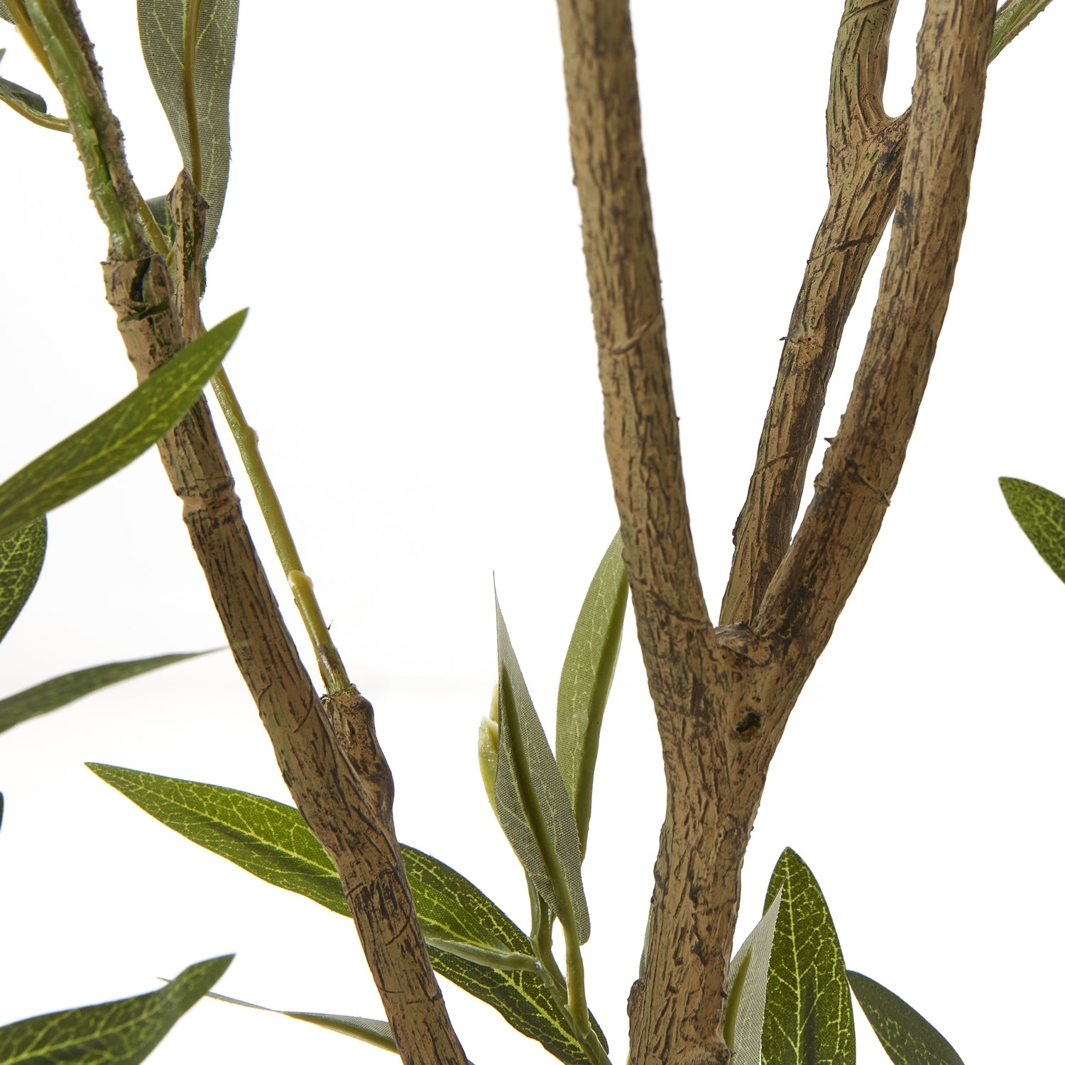 Apulia Olive Tree In White Pot 210cm